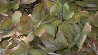 Gardening Care for Kalanchoe  Gardening Advice [upl. by Yelekalb]