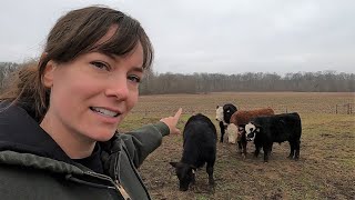 Small Scale Cattle Farm Tour  Raising Beef on ONE Acre [upl. by Ateerys311]