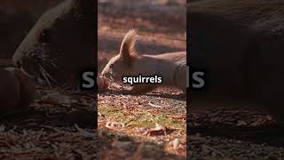 Mind Blowing Facts Squirrels shorts animals funfacts informative [upl. by Seiber]