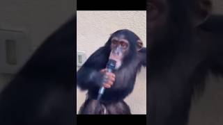 El CHIMPANCÉ REGGAETONERO  La Peor Pesadilla de BAD BUNNY 🤣 morosmylodon musicos humor [upl. by Hinson]