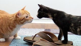 Introducing Cats to New Kittens for the First Time [upl. by Cecilio]