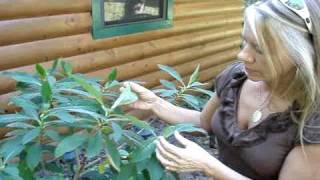 The Fabulous Edgeworthia  Winter Blooming shrub [upl. by Elcin]