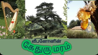 Cedar tree in tamil  Kethuru maram  லீபனோனின் கேதுரு [upl. by Niveg]