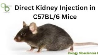 Direct Kidney Injection in C57BL6 Mice CologyBiosciencespvtltd [upl. by Lalat883]