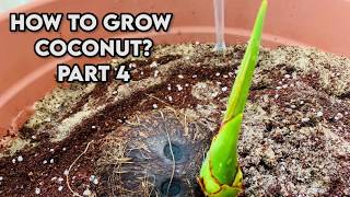 How to grow coconut tree from seed  Coconut germination amp propagation Part 4 [upl. by Ttehr929]