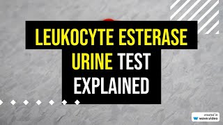 Leukocyte Esterase Urine Test explained [upl. by Adekahs]