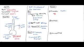 01 Saliva Anatomy Physiology and Tumors [upl. by Mar]