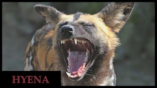 Do all hyena species laugh Guide to the hyena laugh [upl. by Landy989]