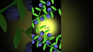 Watch Blueberries Ripen in Sunshine 🌞🫐✨ Soothing Baby Sensory Video friendlysensory [upl. by Alicia]