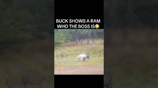 Buck shows a ram who the boss is deer ram wildlife fyp [upl. by Carrillo822]