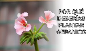 Por Qué Deberías Plantar Geranios en Casa Beneficios y Cuidados Fáciles [upl. by Aicemed]