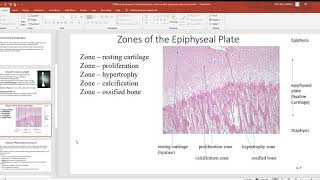 109 Bone development intramembranous endochondral epiphyseal plate bone growth PowerPoint 2019 [upl. by Wynny]