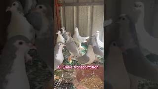 Lahori Shirazi kabootar sale  Shirazi pigeon sale  All India transportation [upl. by Yrrek]