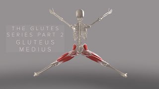 The Glutes Series Part 2 Gluteus Medius 3D Animation [upl. by Anairad]