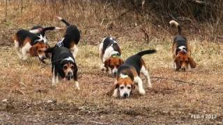 Skyviews Beagles Rabbit Hunt With Fortier And Reed No SHow Ron [upl. by Nobile718]