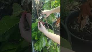 Mini Berry Harvest gardening spring vlog g [upl. by Akilat242]