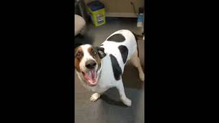 Big Dog Barking  Emmett the Coonhound mix being happy and barking 🐶🦴  Pet Friendly [upl. by Robbie]