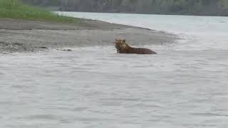 Tiger at Sundarban 🐯🐅 [upl. by Ailahk]