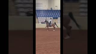 artie was READY to go for this ride his motion 😻 saddleseat horses nachs nationalacademy [upl. by Emmalyn567]