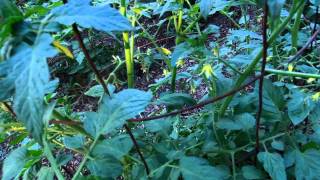 alfalfa meal WORKS So many tomato blossoms [upl. by Monro]