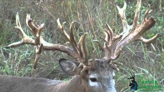 322 Inch Whitetail Buck with a Crossbow in Alabama [upl. by Breeze]