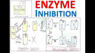 Enzyme Inhibition  Types of Enzyme Inhibition  Biochemistry lecture Hindi [upl. by Aletta]