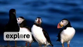 Project Puffin 40 Years of Seabird Restoration [upl. by Natalia]