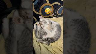 Kanna Nee Thoongada 😂 catvloghome cat catlover kitten comedy funny tamil shorts youtube [upl. by Lauree]