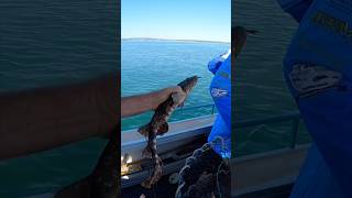 Wobbegong Shark  Carpet Shark Catch and Release [upl. by Lerat]