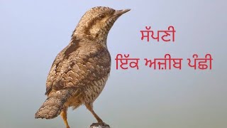 ਸਪਣੀ ਪੰਛੀ  ਕਠਫੋੜਾ  wryneck bird [upl. by Batholomew]