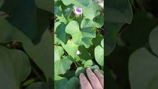 Watch my surprise as the sweet potato plants start flowering [upl. by Navar]