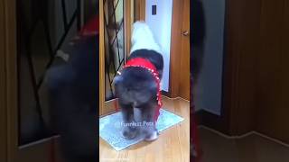 Super CatampDog DanceRemixPretty Kittensshortsfeedshortsviraldogdancecatdanceshortsfeedreels [upl. by Lazos75]