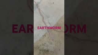 The common Indian earthworms are Pheretima posthuma made by Harshita Mishra BSc 1 [upl. by Berna]