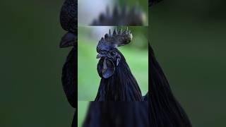 Ayam Cemani Chicken Breed [upl. by Syd132]