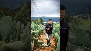 Cactus Pruning Techniques For High Yield Fruits farming agriculture satisfying [upl. by Rahab]