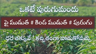 మిరపలో ఒకటే మందుతెల్లదోమత్రిప్స్మైట్స్లద్దెపురుగు చంపుతుంది parusavedi [upl. by Hussar]