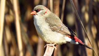 2016 Extremadura 3 Sint Helenafazantje Tijgervink Kraanvogel [upl. by Pricilla]