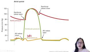 Cardiac Cycle  Diastole Atrial And Ventricles Systole  Class 11 Biology [upl. by Lesna]