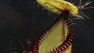 Carninvorous plants Feeding Hungry Nepenthes Hamata amp culture tips [upl. by Lonne]