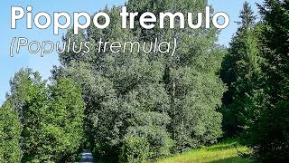 Pioppo tremulo Populus tremula [upl. by Lovett]