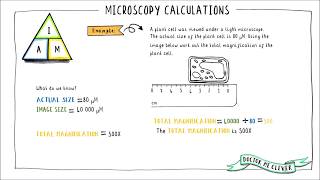 MICROSCOPY CALCULATIONS Edexcel 91 GCSE Biology Topic 1 Key Concepts in Biology [upl. by Uzial]