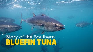 Kirsten Rough  Story of Southern Bluefin Tuna of the Great Southern Reef [upl. by Cornelie206]