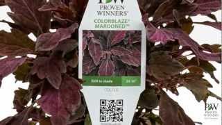 Proven Winners® Gardener Channel Proven Winners® Colorblaze® Series Solenostemon Coleus [upl. by Niatsirk751]