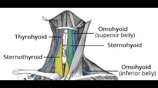 Origin and Insertion of the Sternohyoid Muscle  Human Anatomy  Kenhub [upl. by Shelagh194]