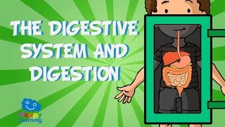 The digestive system and digestion  Educational Video for Kids [upl. by Germaun]