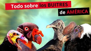 ❗♻️Todo lo que necesitabas saber sobre buitres🦅 [upl. by Andros]