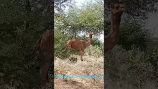 Camel eating very fast dinner [upl. by Eart]