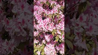 Crazy Azalea Flowers azaleas flowers garden viralshort shortsvideo gardentricks [upl. by Levana321]