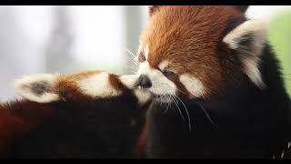 Red Panda Dentistry [upl. by Halilahk743]