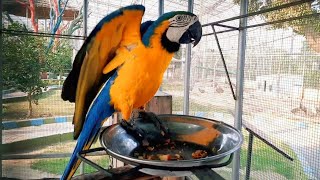 Macaw Parrot Talking [upl. by Naryt178]